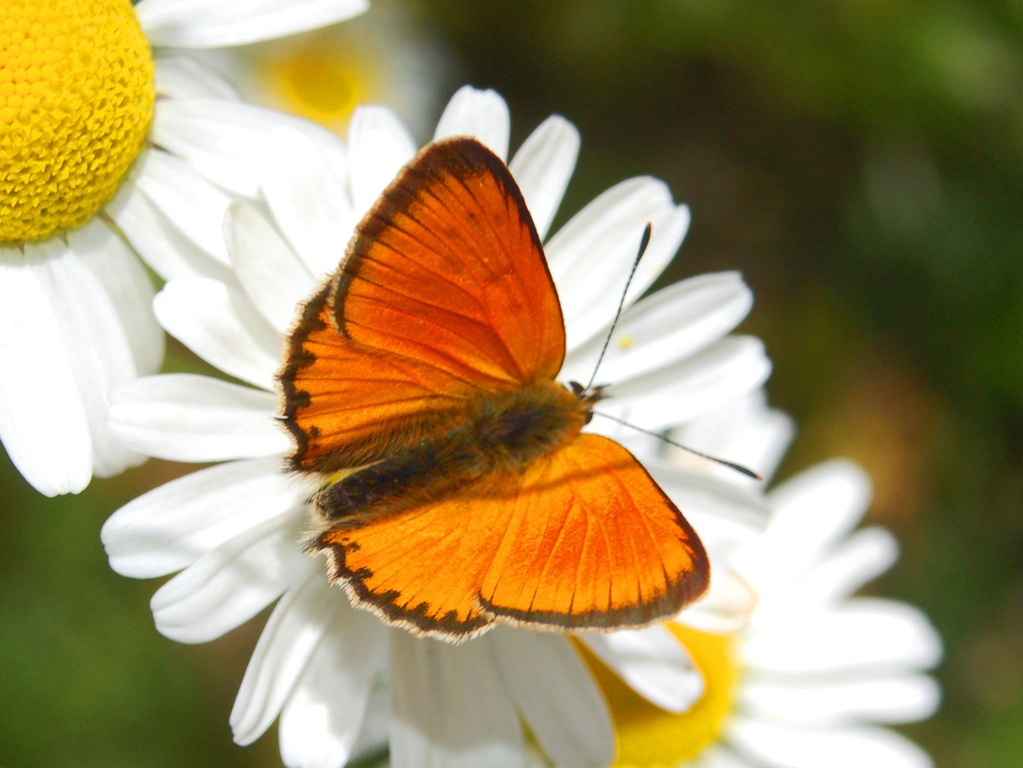 Lycaena virgaureae